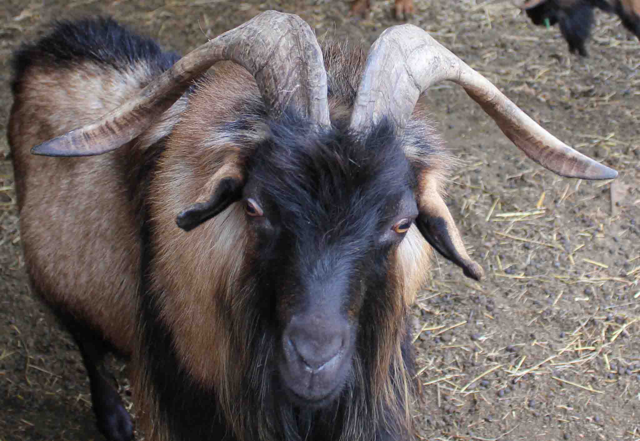 2012 GoatWorld