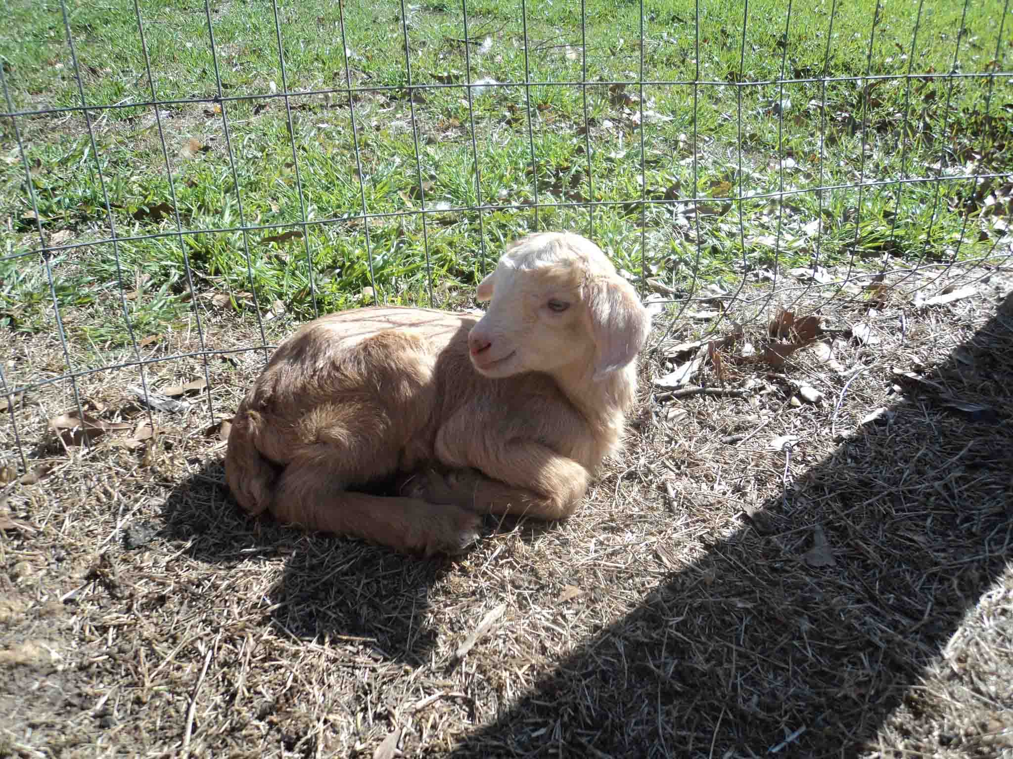 2012 GoatWorld