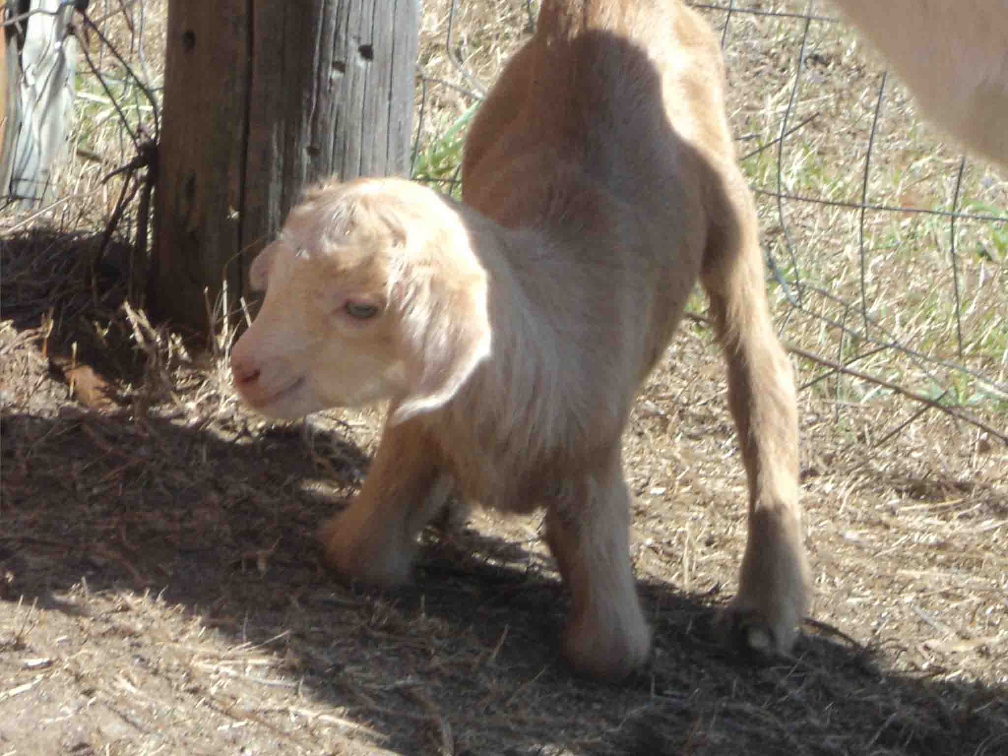 2012 GoatWorld