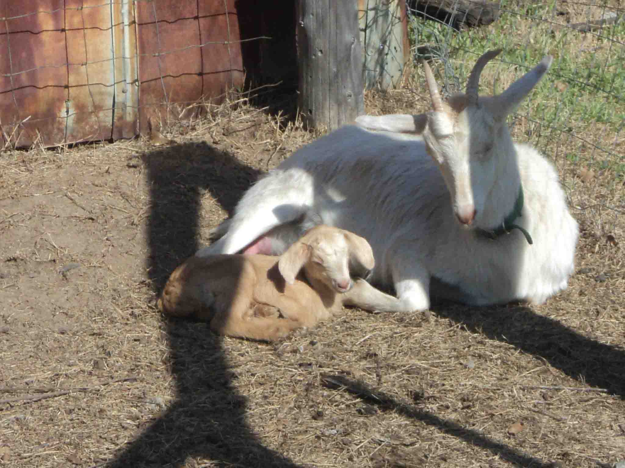 2012 GoatWorld