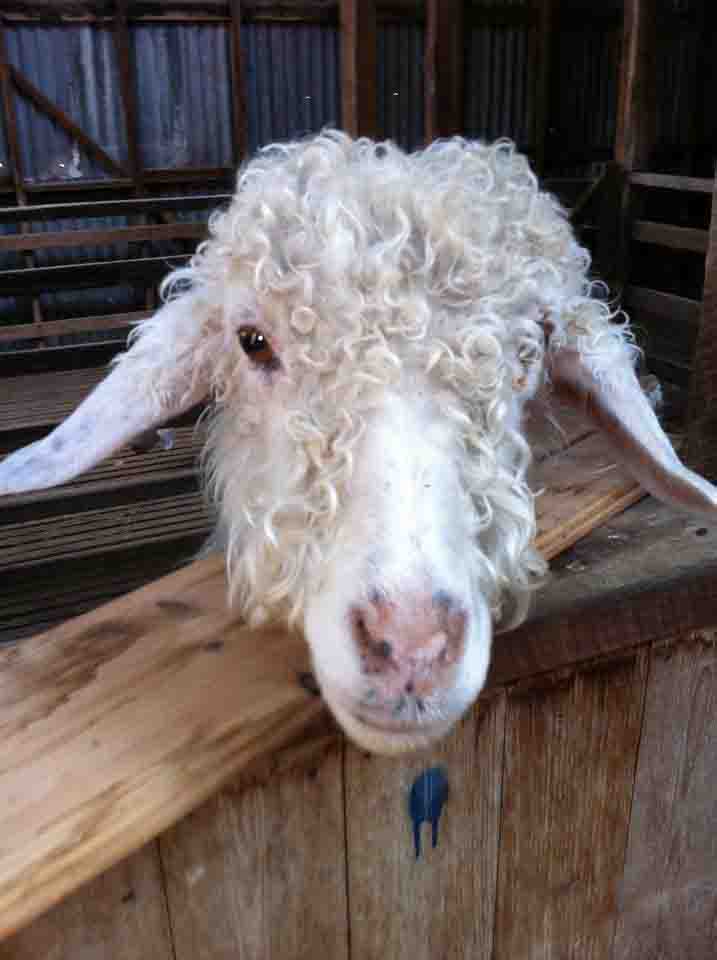 2012 GoatWorld