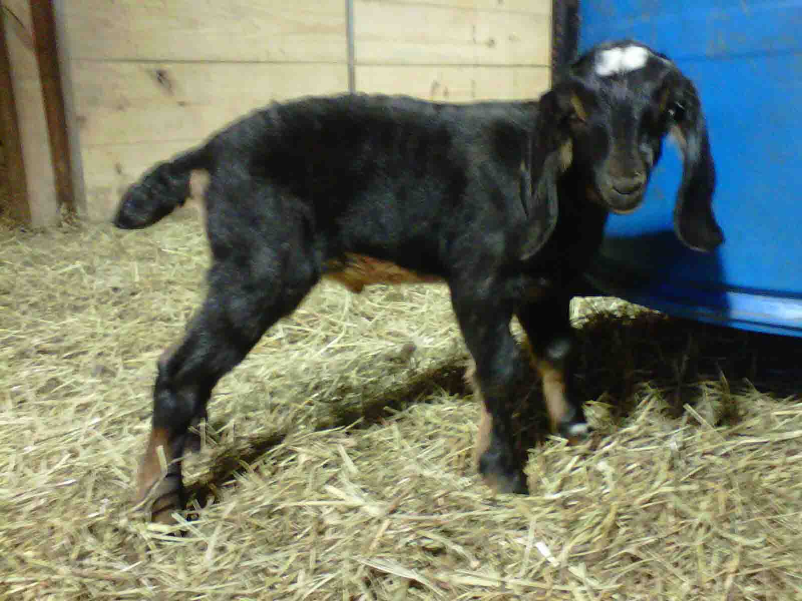 2012 GoatWorld