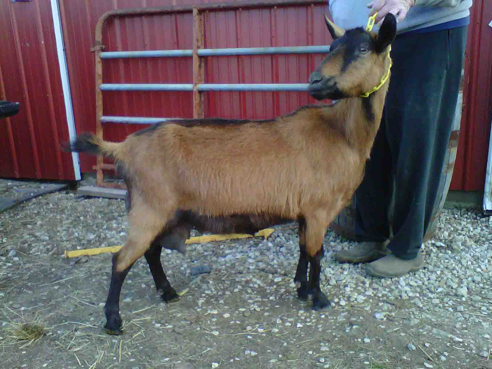 2012 GoatWorld