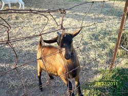 2012 GoatWorld