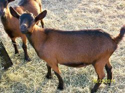 2012 GoatWorld