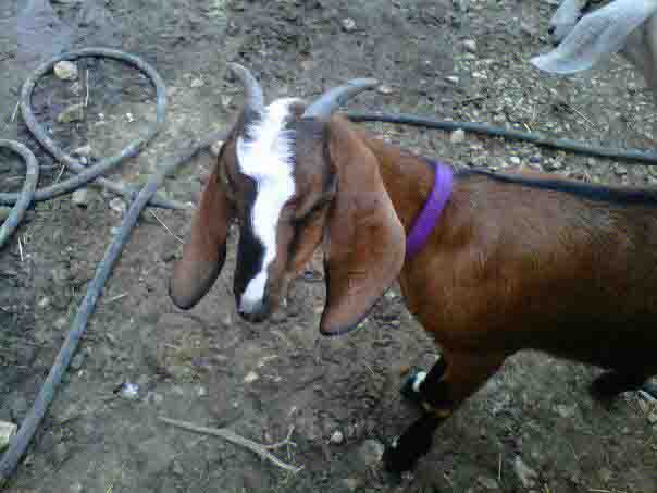 2012 GoatWorld