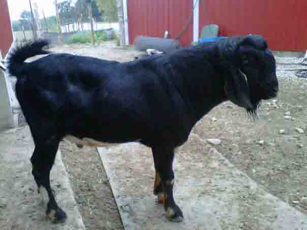 2012 GoatWorld