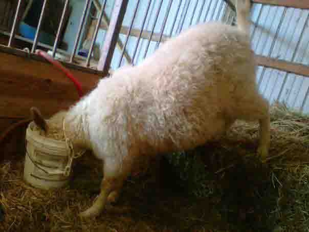 2012 GoatWorld