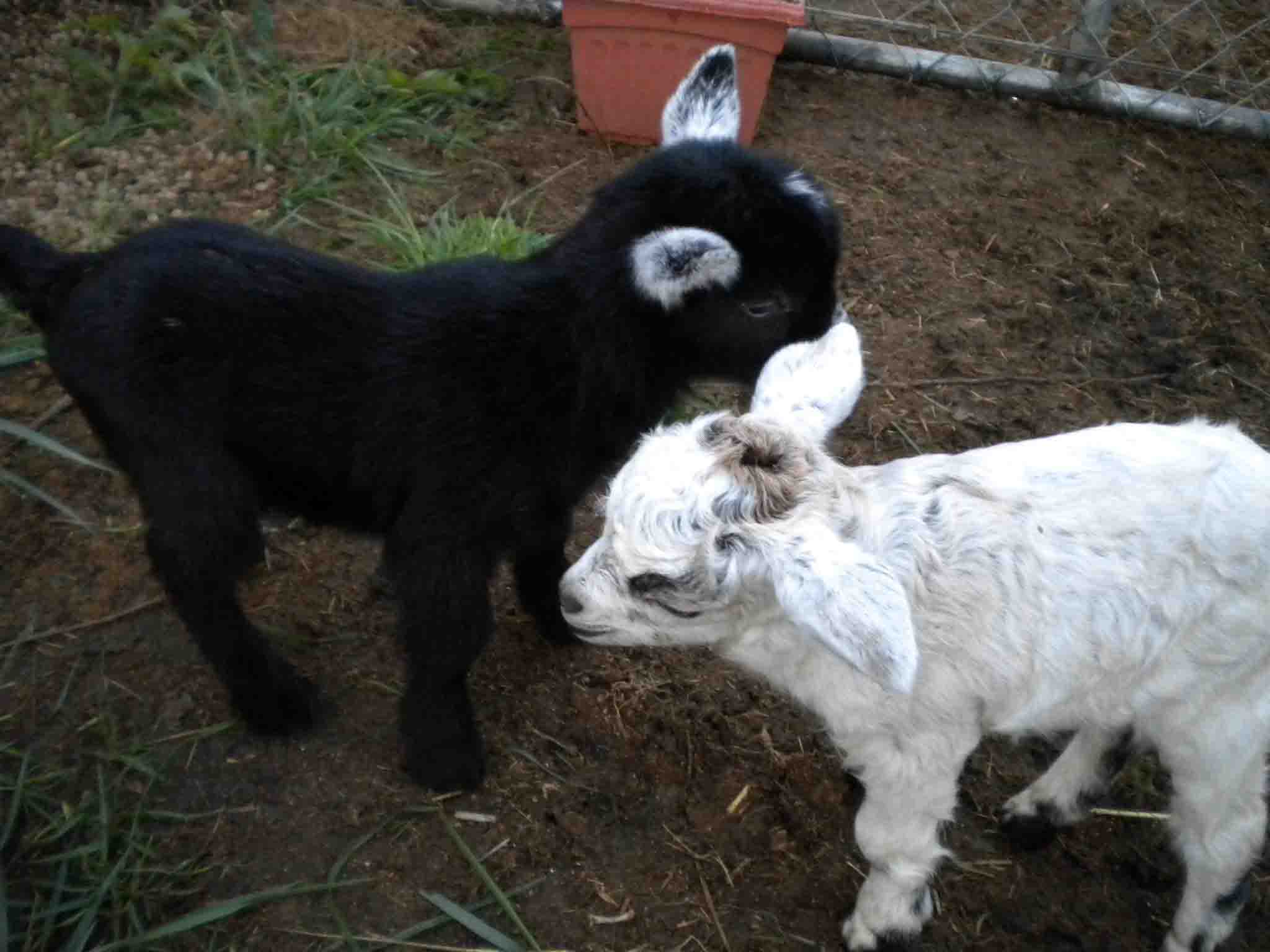 2012 GoatWorld