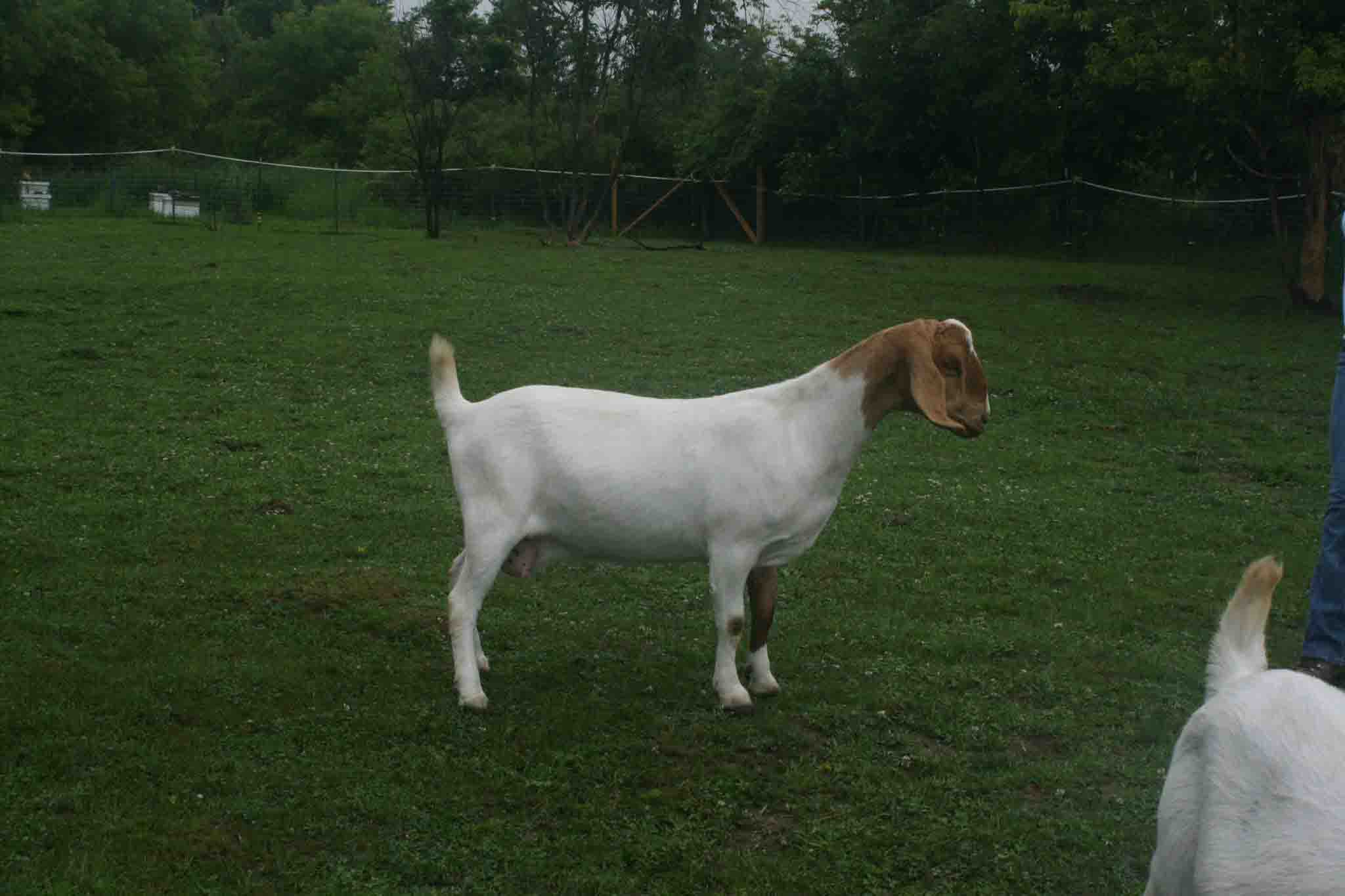 2012 GoatWorld