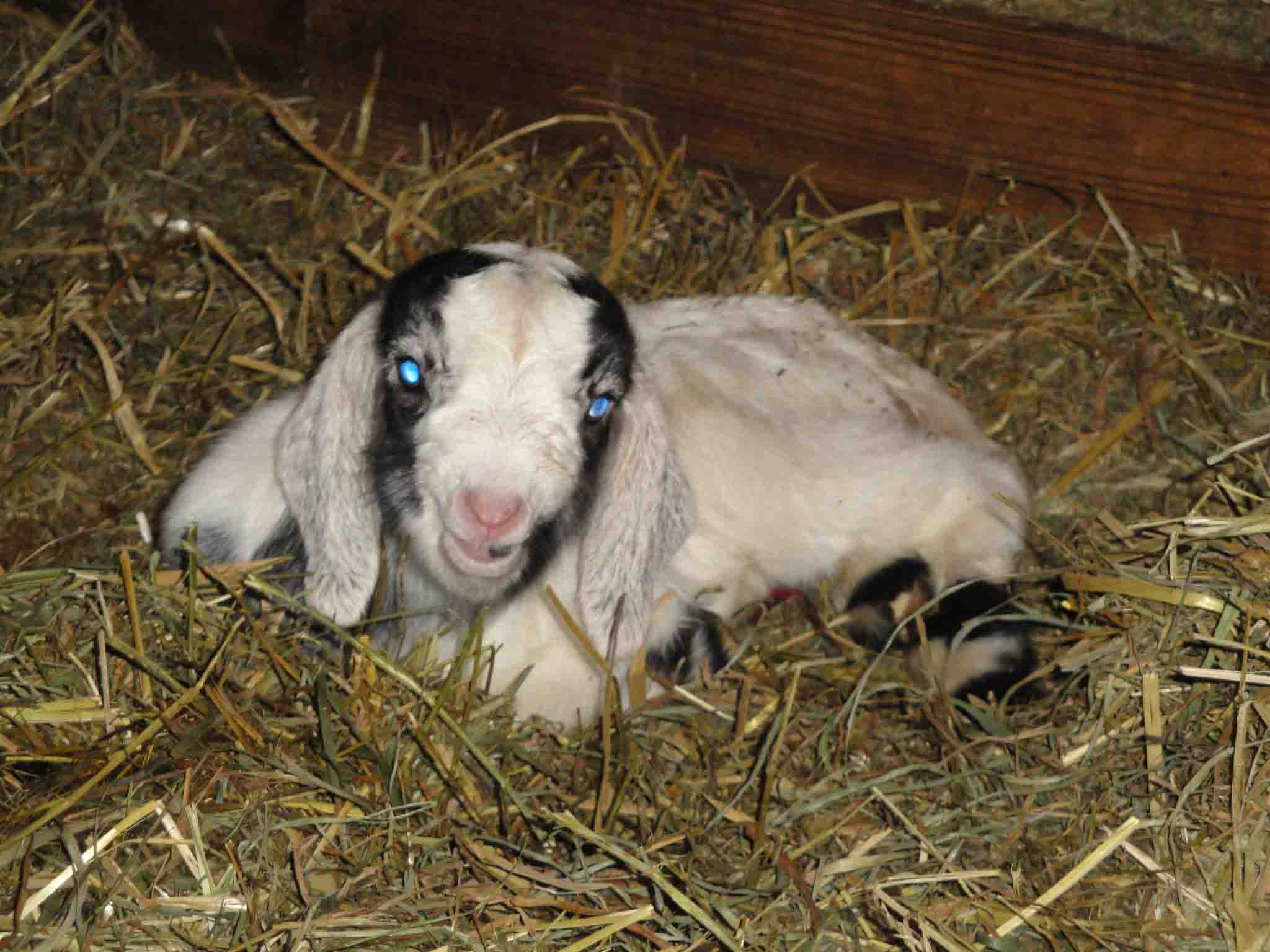 2012 GoatWorld