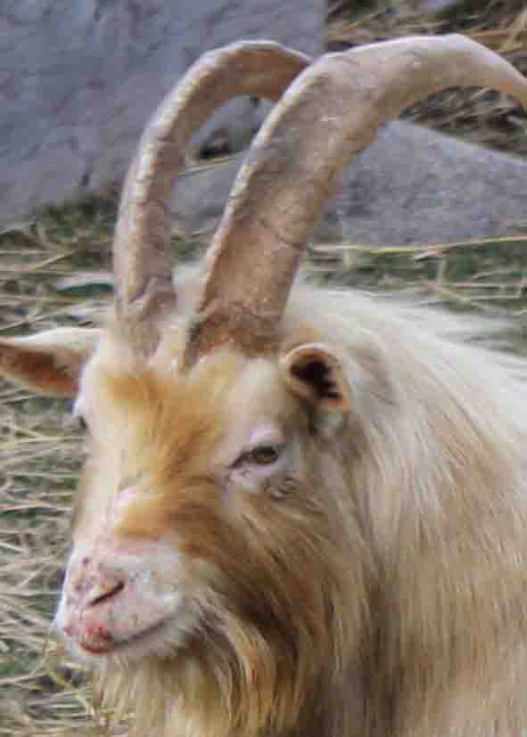 2012 GoatWorld